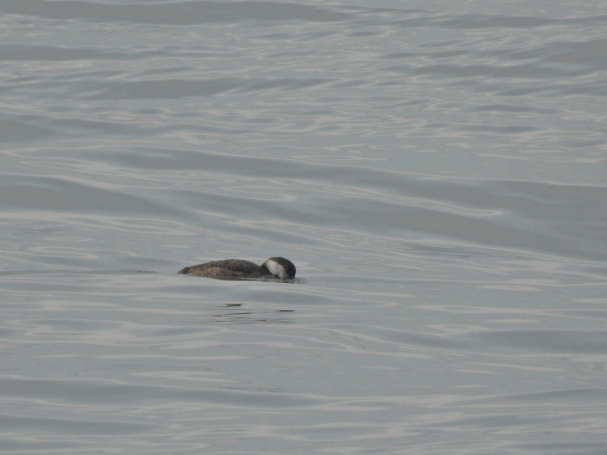 Common Scoter - ML647097045