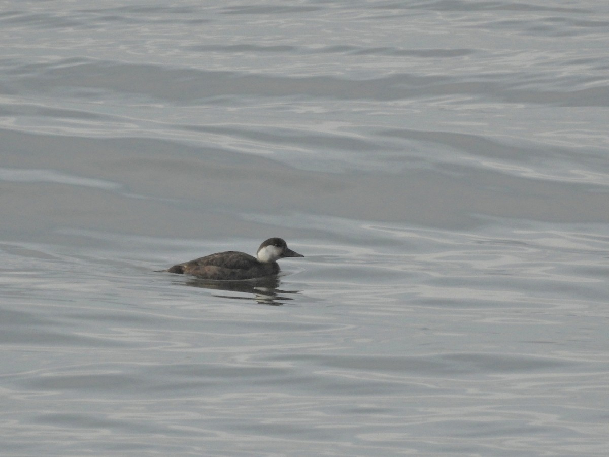 Common Scoter - ML647097046