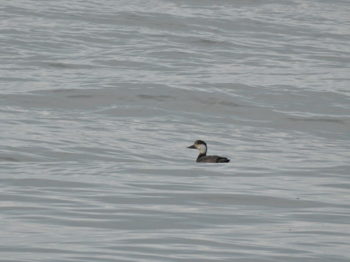 Common Scoter - ML647097047