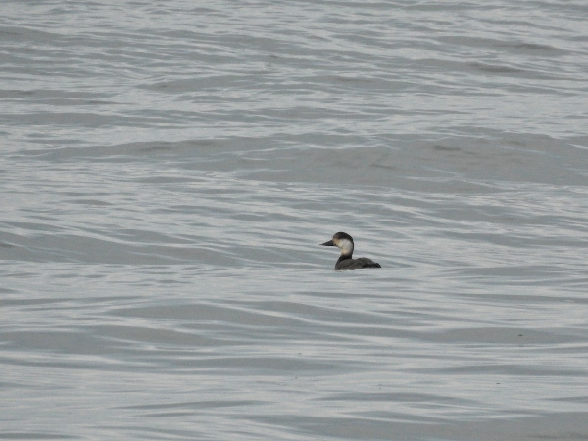 Common Scoter - ML647097048