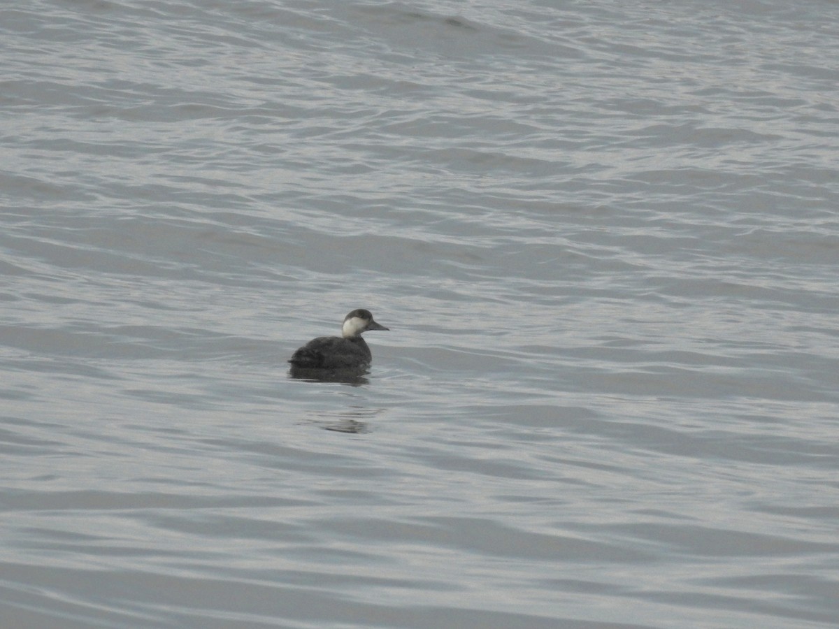 Common Scoter - ML647097049