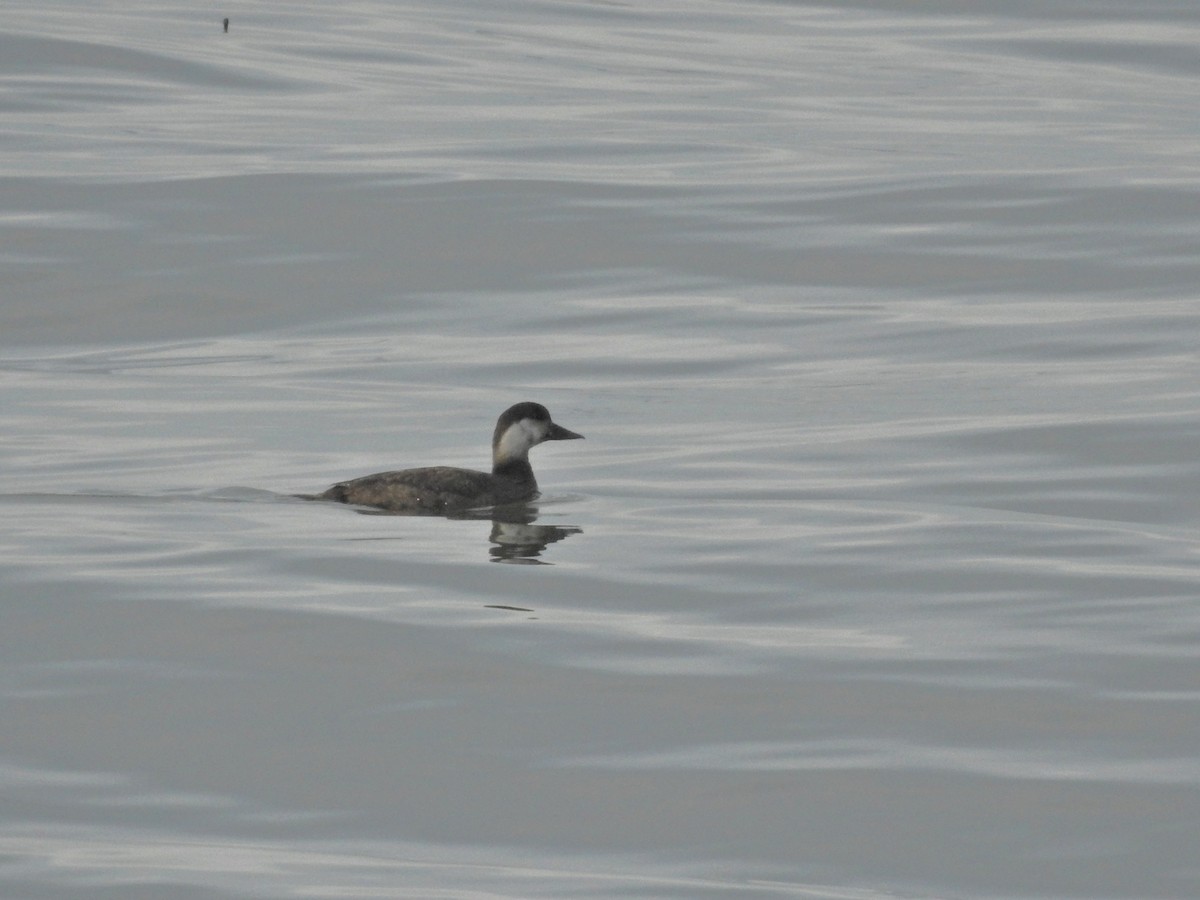 Common Scoter - ML647097050