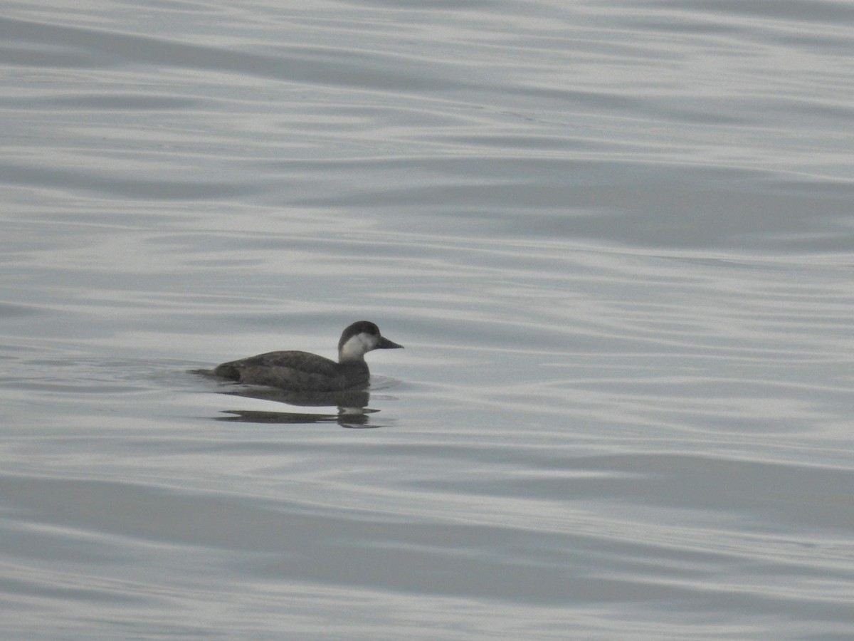 Common Scoter - ML647097051