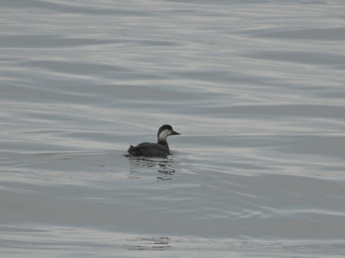 Common Scoter - ML647097052