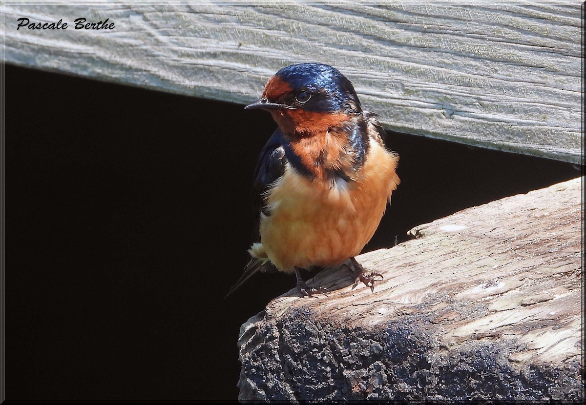 Деревенская ласточка - ML647097053