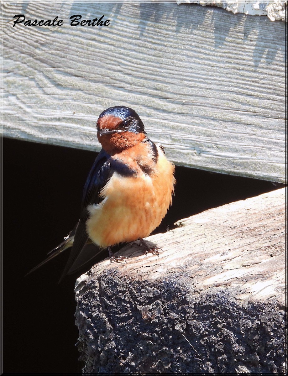 Деревенская ласточка - ML647097054