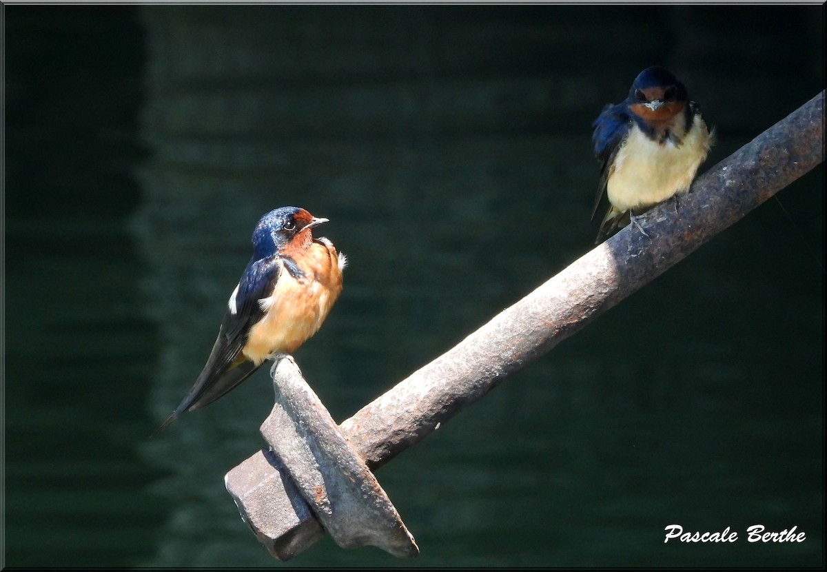 Деревенская ласточка - ML647097055