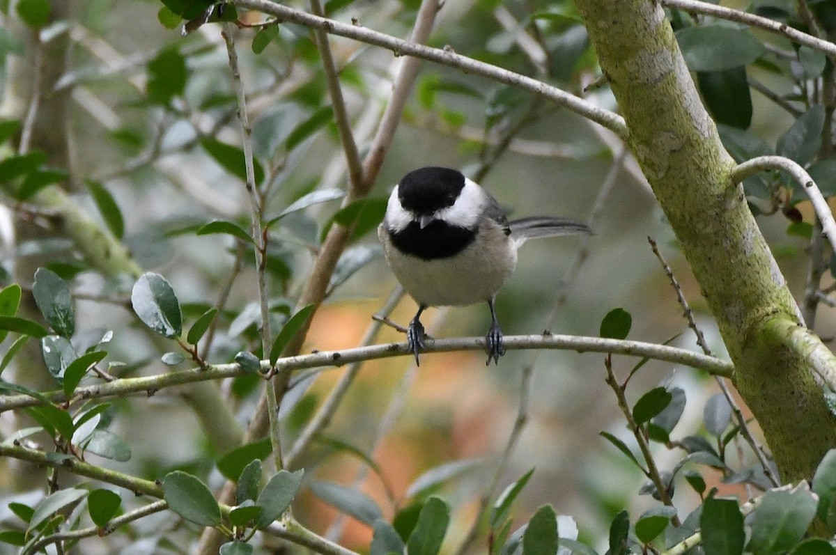 Carolina Chickadee - ML647097056