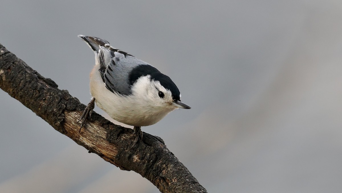 White-breasted Nuthatch - ML647097065