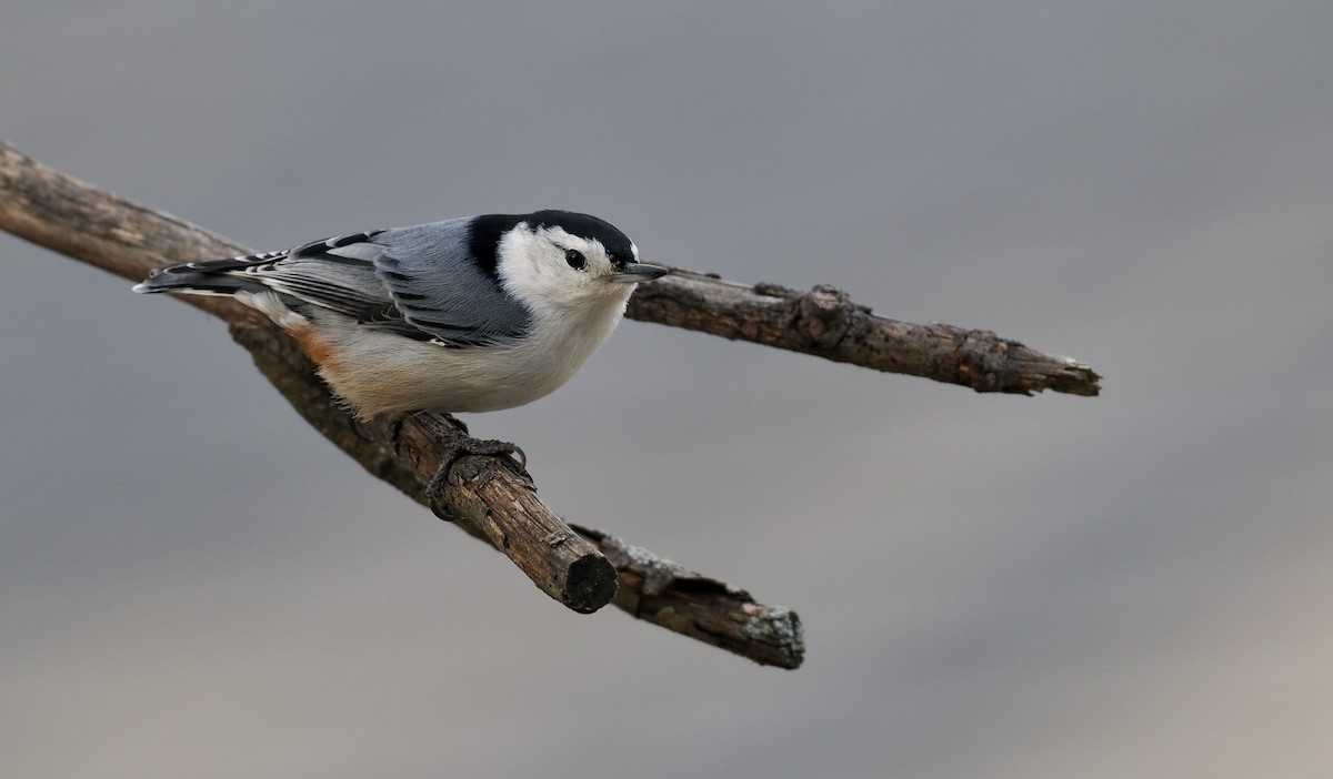 White-breasted Nuthatch - ML647097066