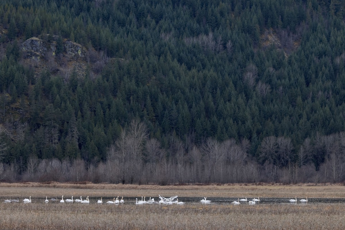 Cygne trompette - ML647097075