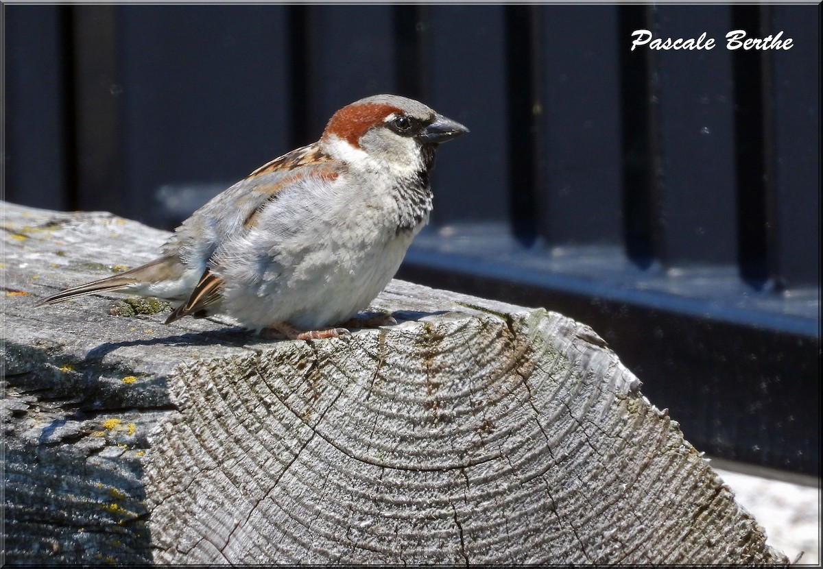 Домовый воробей - ML647097081