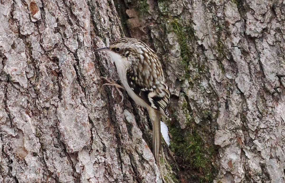 amerikatrekryper - ML647097083