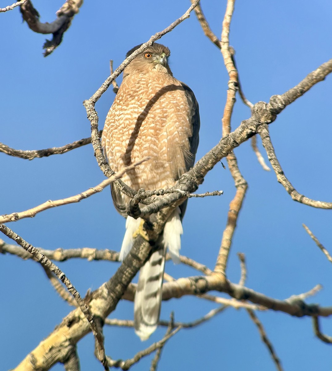 Cooper's Hawk - ML647097090