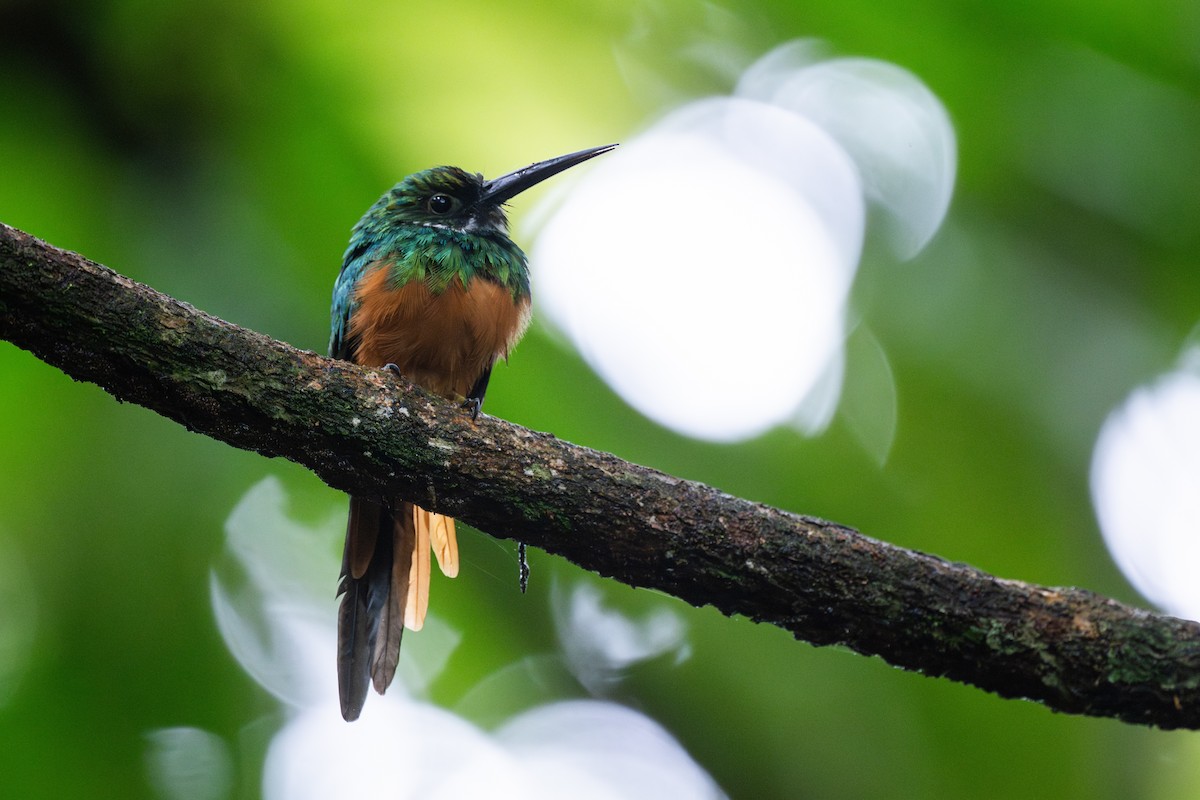 Rufous-tailed Jacamar - ML647097092