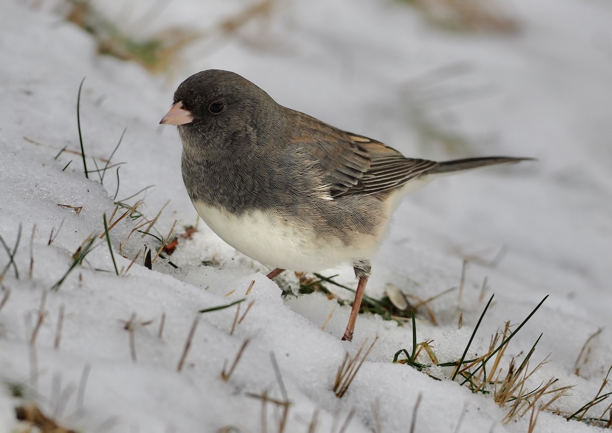 Dark-eyed Junco - ML647097094