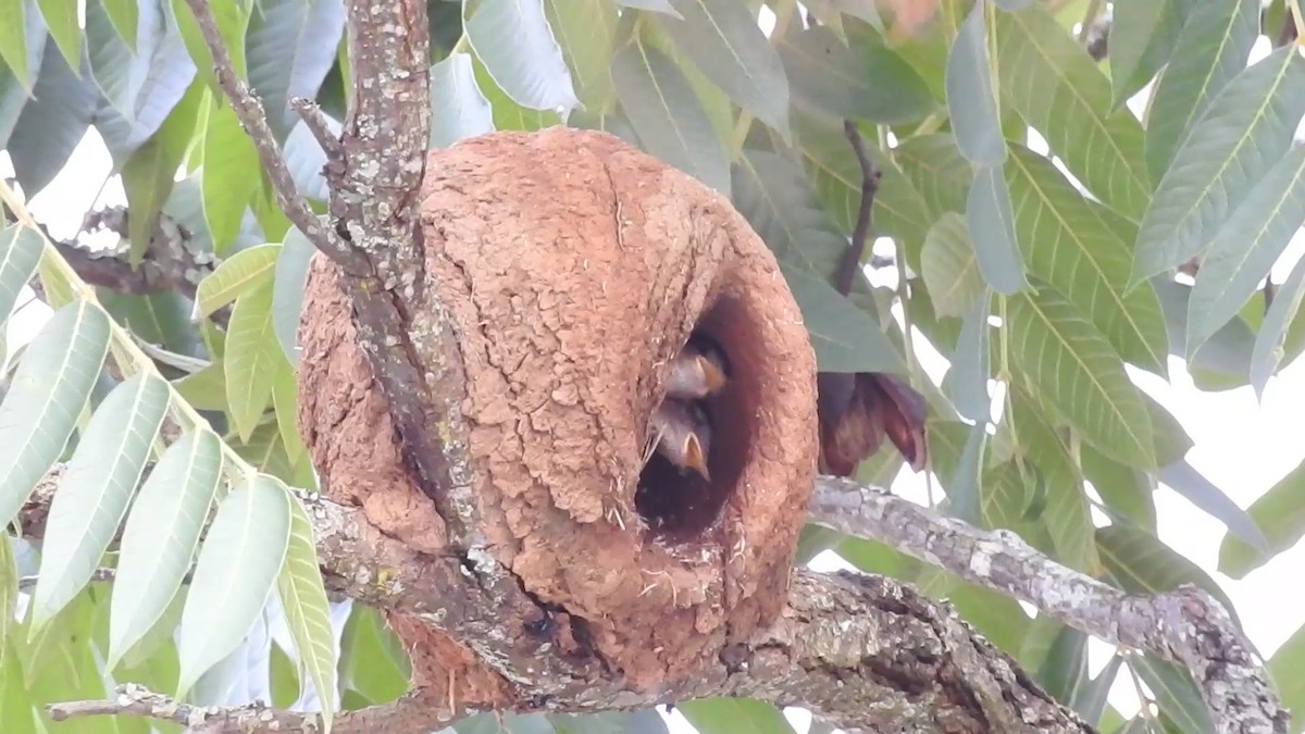 Рыжий печник - ML647097100