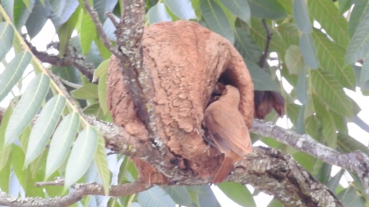 Рыжий печник - ML647097101