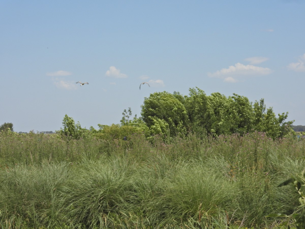 Whistling Heron - ML647097102