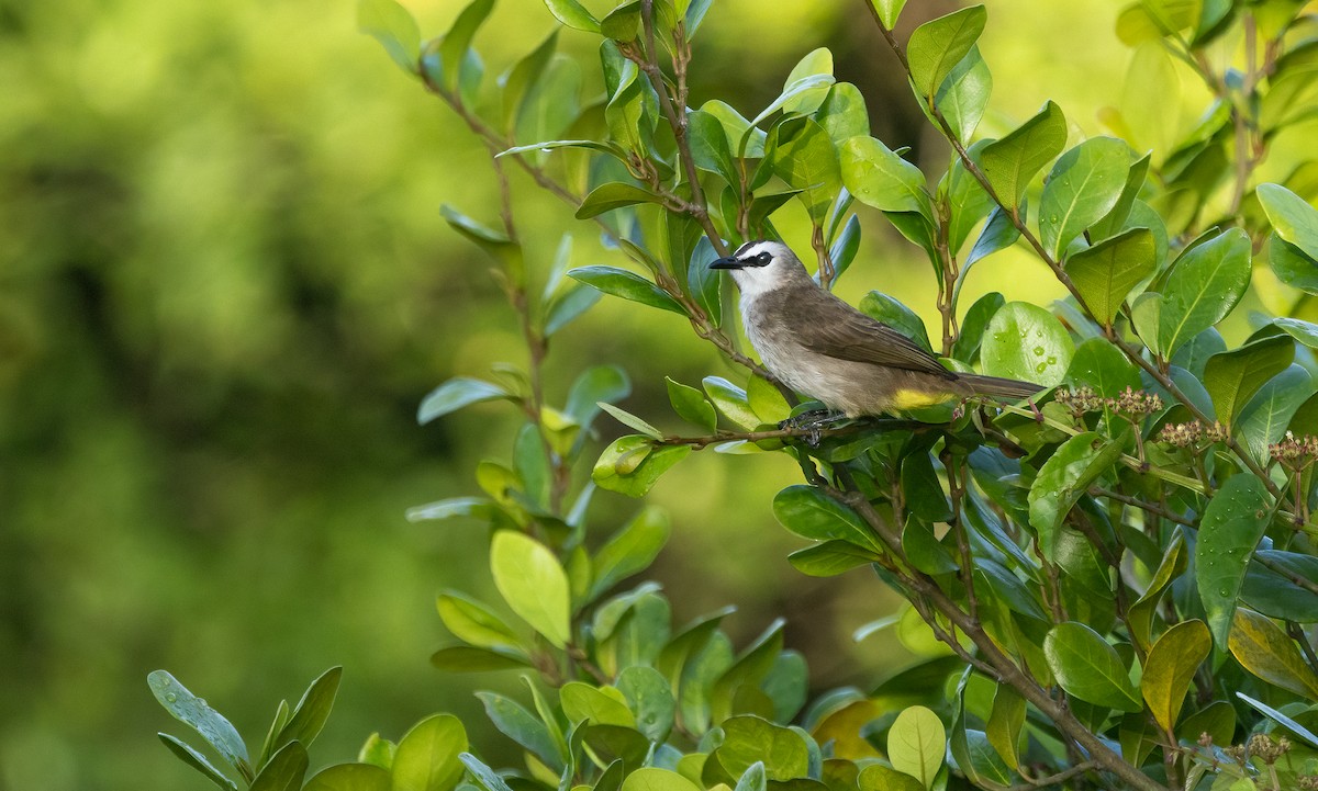 Бюльбюль широкобровий - ML647097109