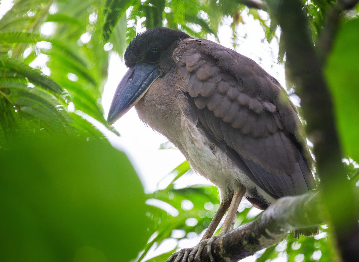 Boat-billed Heron - ML647097111