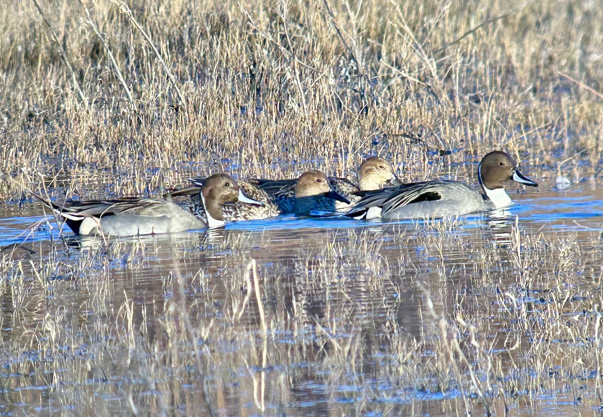 Northern Pintail - ML647097144