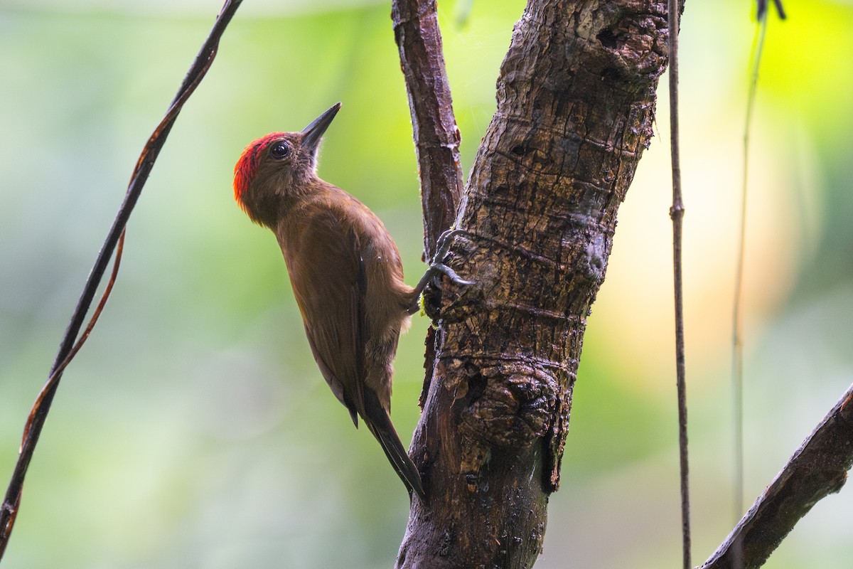 Kül Rengi Ağaçkakan - ML647097170