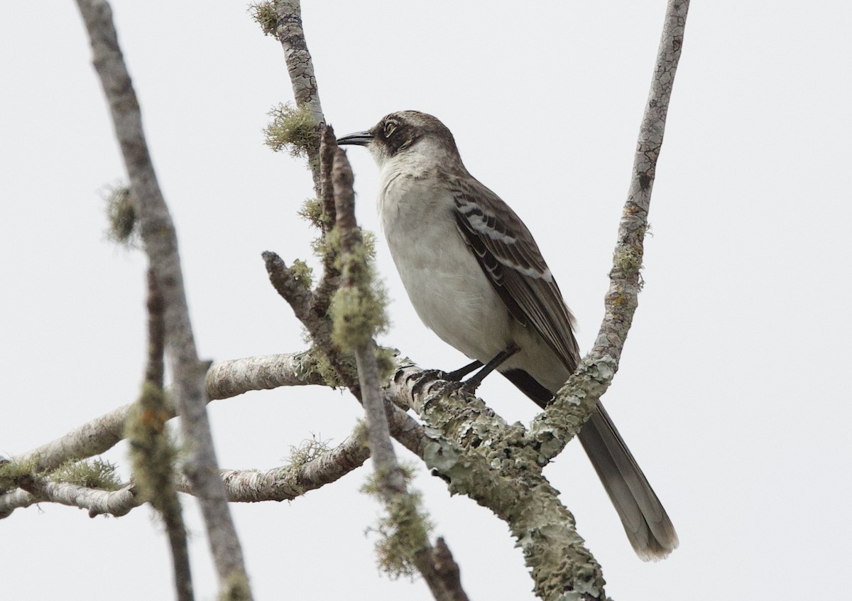 Galapagos Mockingbird - ML647097173