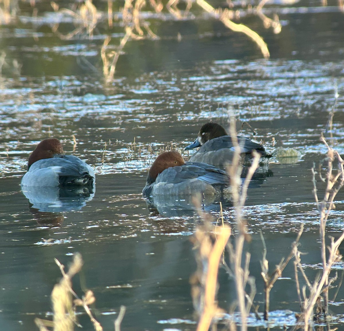 Redhead - ML647097179