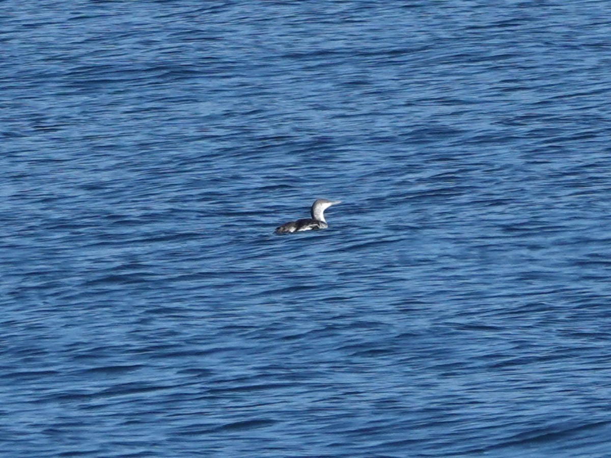 Sterntaucher - ML647097180