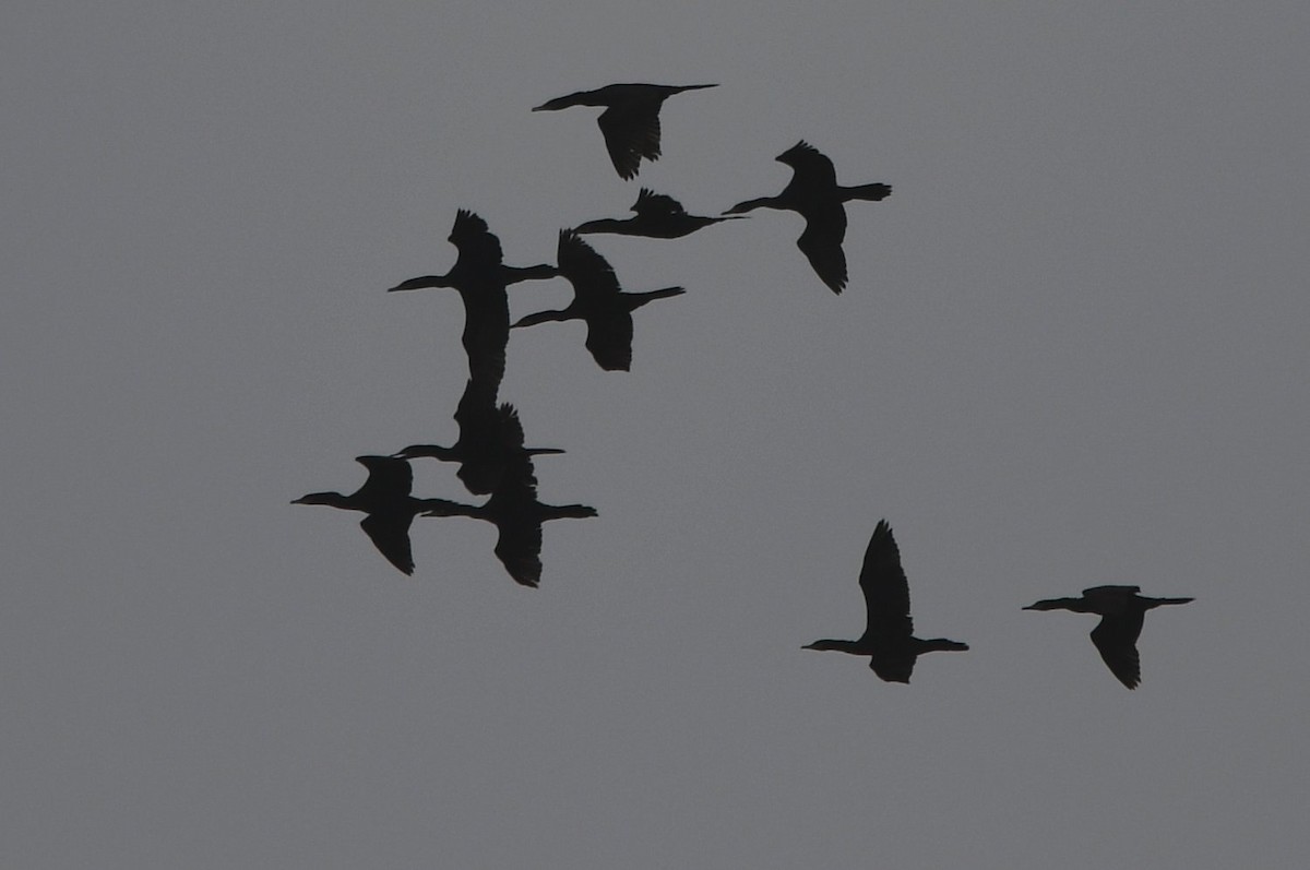 flodskarv - ML647097181