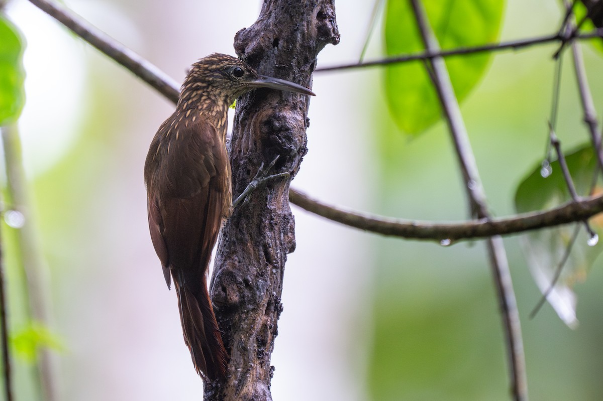 Cocoa Woodcreeper - ML647097185
