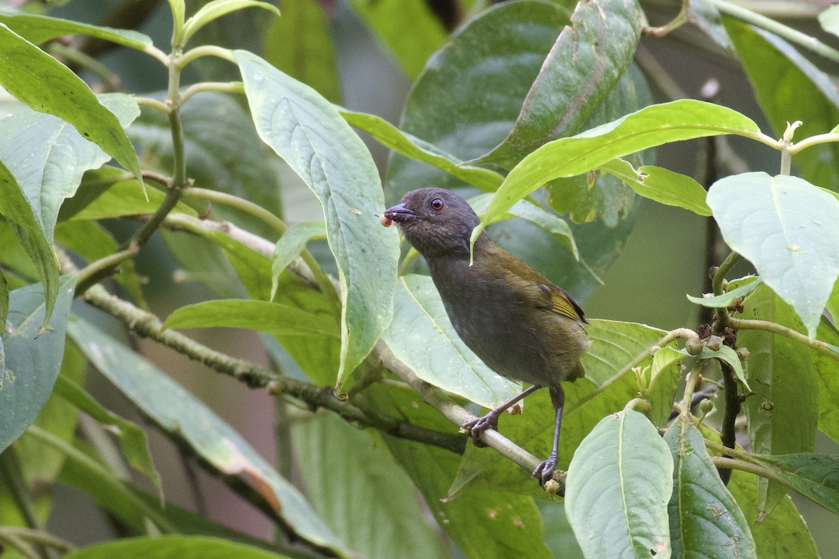 Dusky Chlorospingus - ML647097190