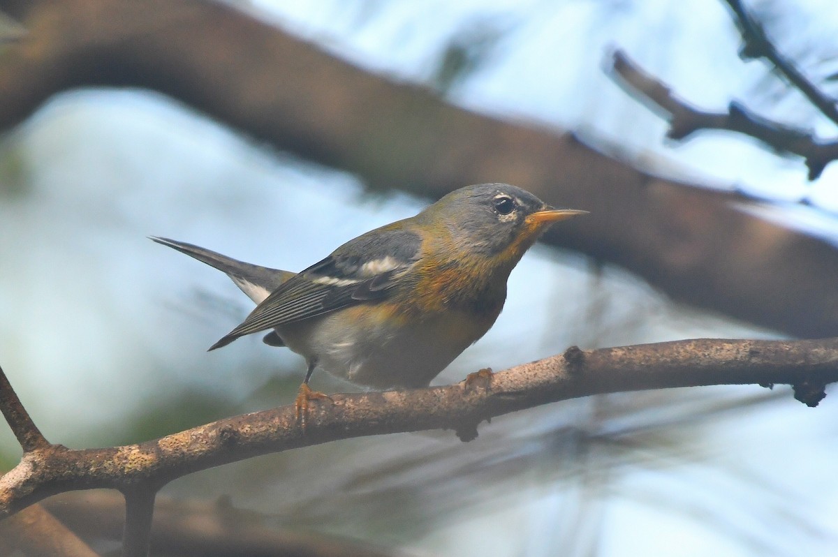 Northern Parula - ML647097192