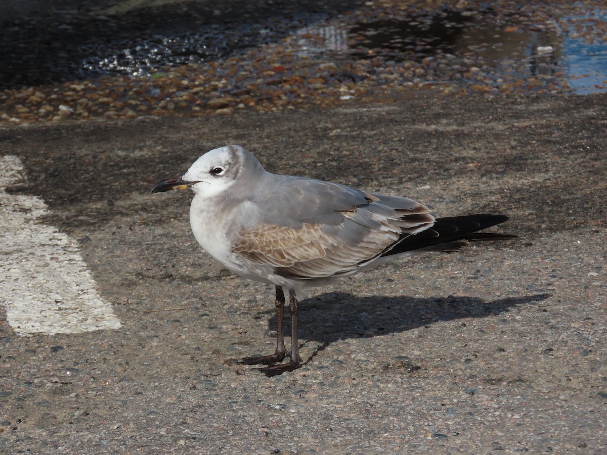 ワライカモメ - ML647097194