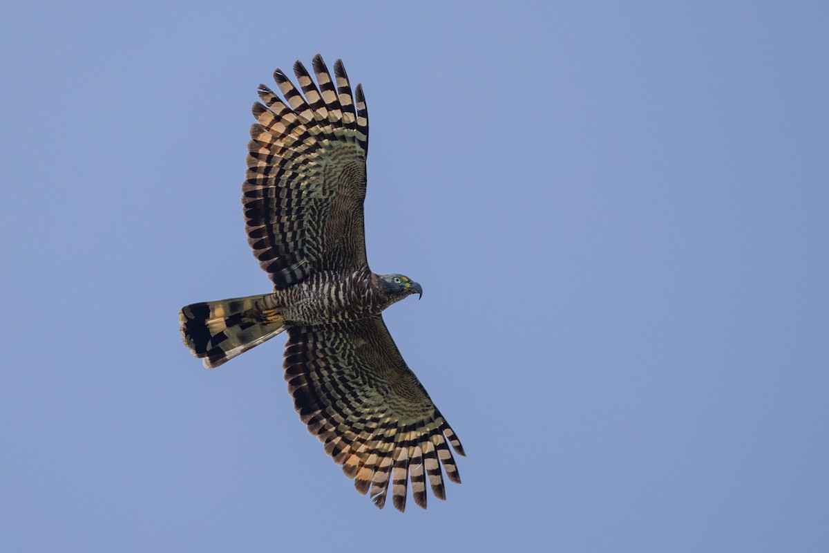 Hook-billed Kite (Hook-billed) - ML647097199