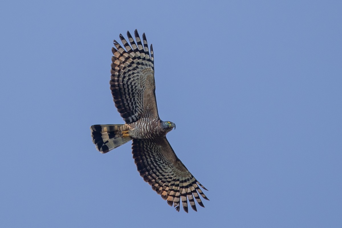 Hook-billed Kite (Hook-billed) - ML647097200