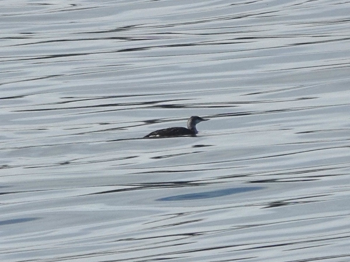 Sterntaucher - ML647097210