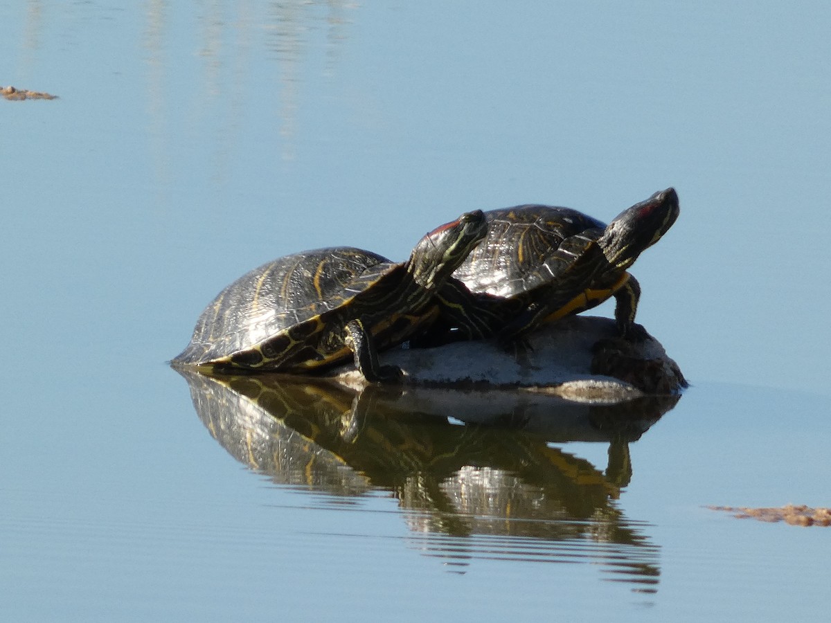 Red-eared Slider - ML647097219