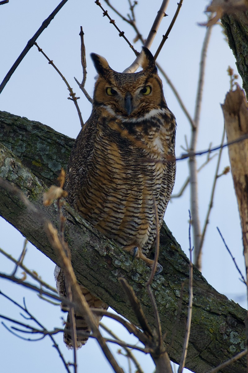 Grand-duc d'Amérique - ML647097223