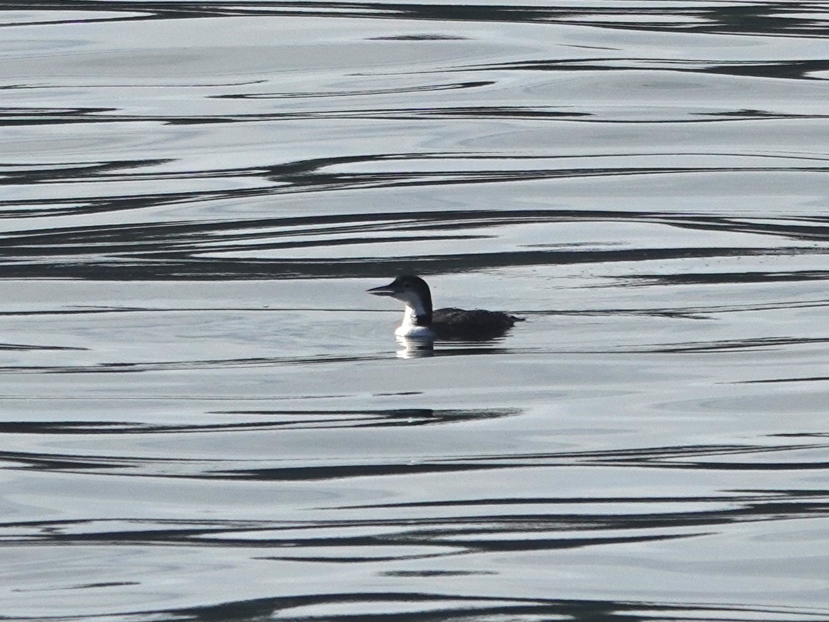 Common Loon - ML647097224