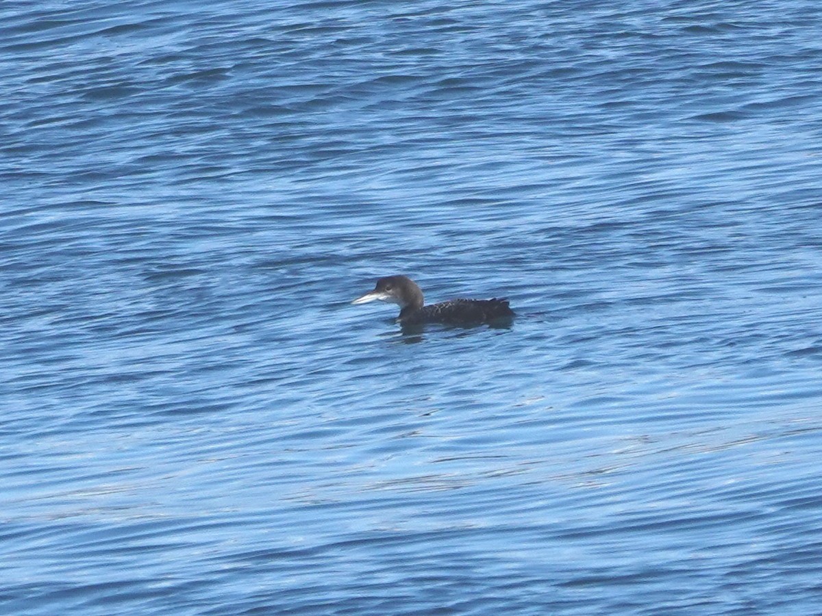 Common Loon - ML647097228
