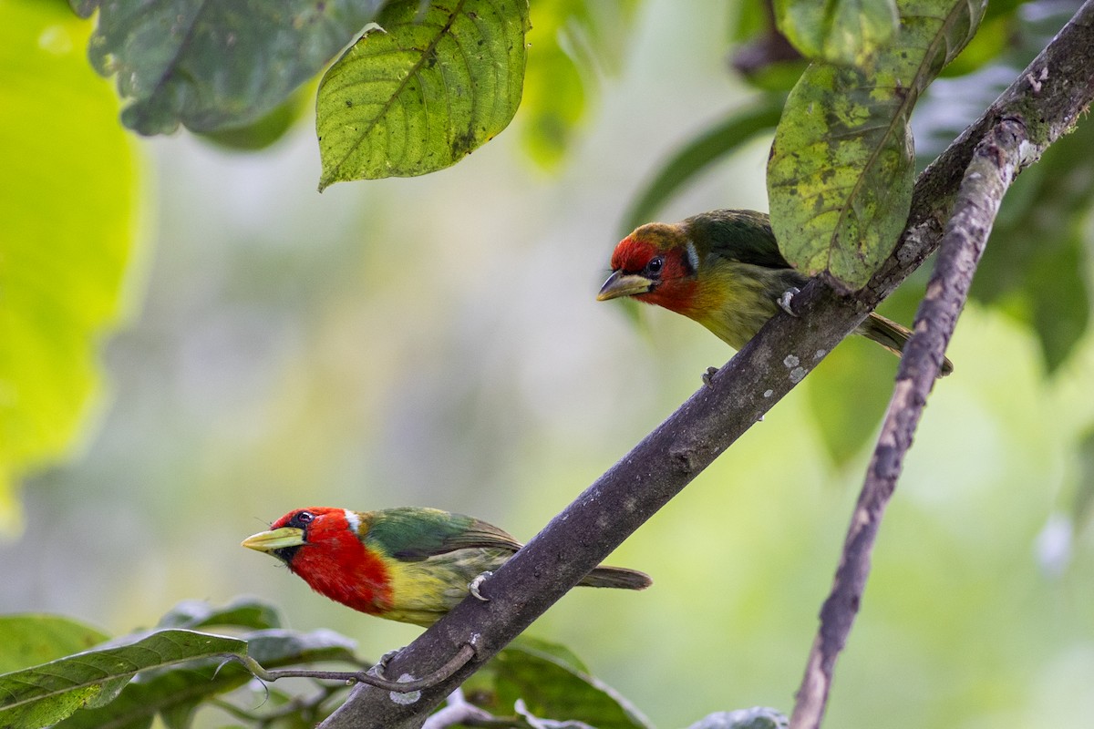 Red-headed Barbet - ML647097236