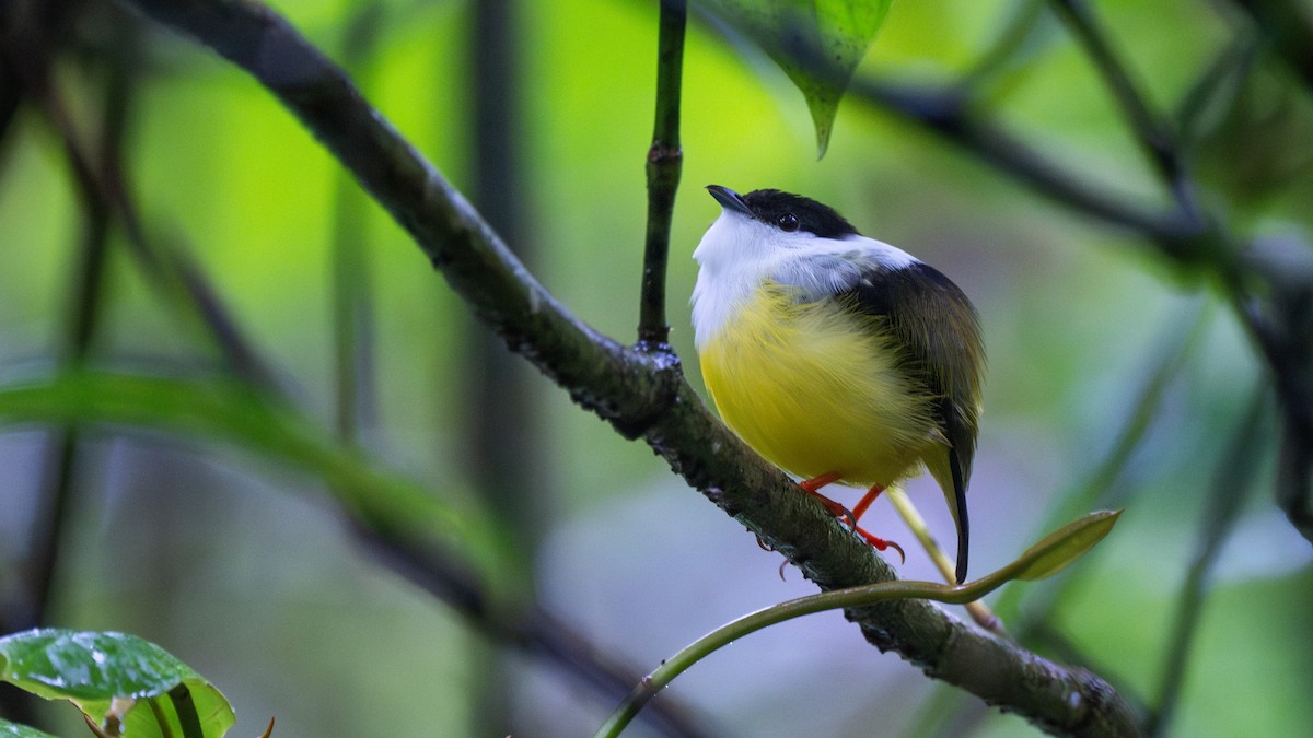 White-collared Manakin - ML647097239