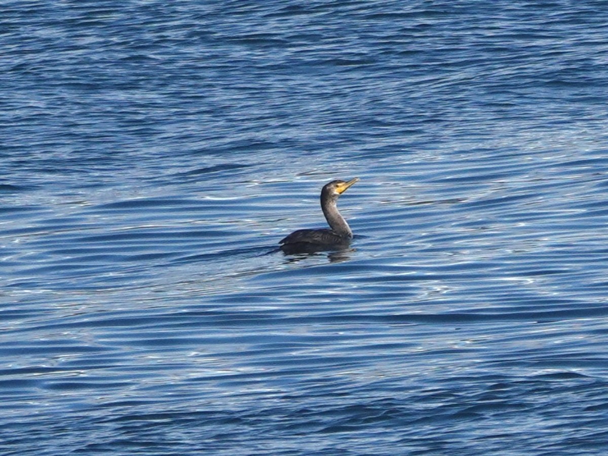 Double-crested Cormorant - ML647097256