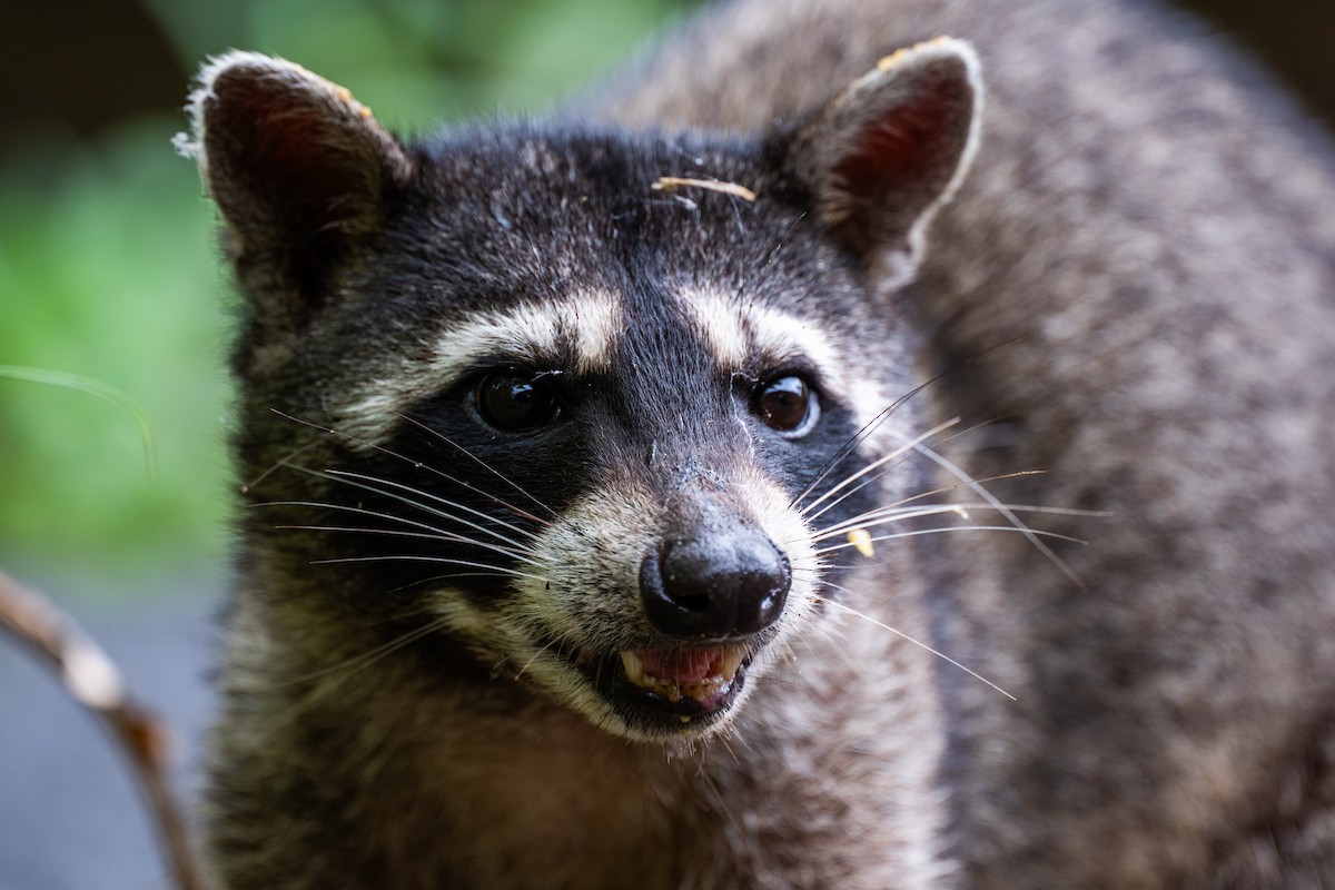 Mexican Raccoon - ML647097265