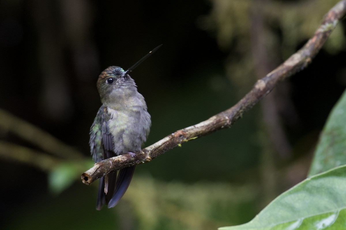 Green-fronted Lancebill - ML647097279