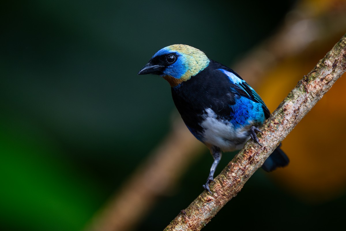 Golden-hooded Tanager - ML647097280