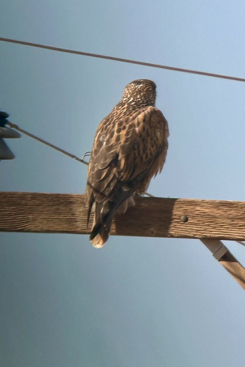 Ferruginous Hawk - ML647097281