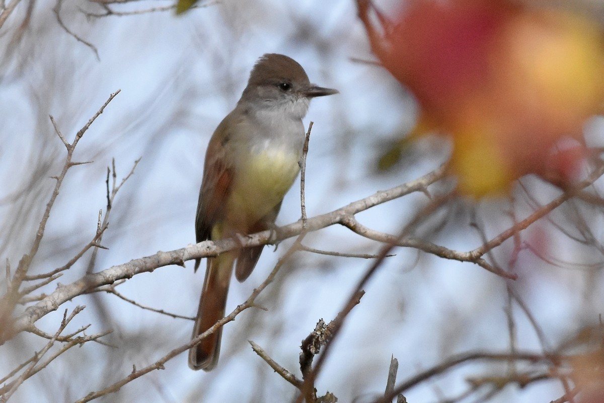 Kalifornienschopftyrann - ML647097284